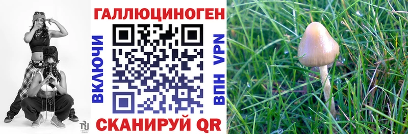 дарнет шоп Кирсанов Галлюциногенные грибы Cubensis